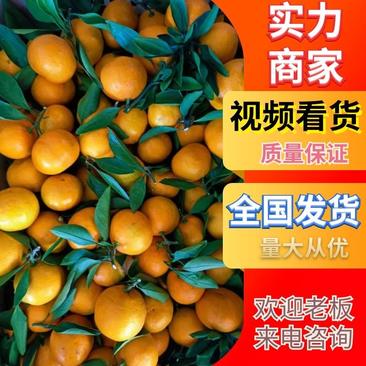 【大量供应】叶柑湖北蜜橘橘子桔子多汁多肉欢迎来电