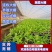 日光温室冬暖式大棚暖棚钢架大棚成套大棚温室大棚蔬菜大棚