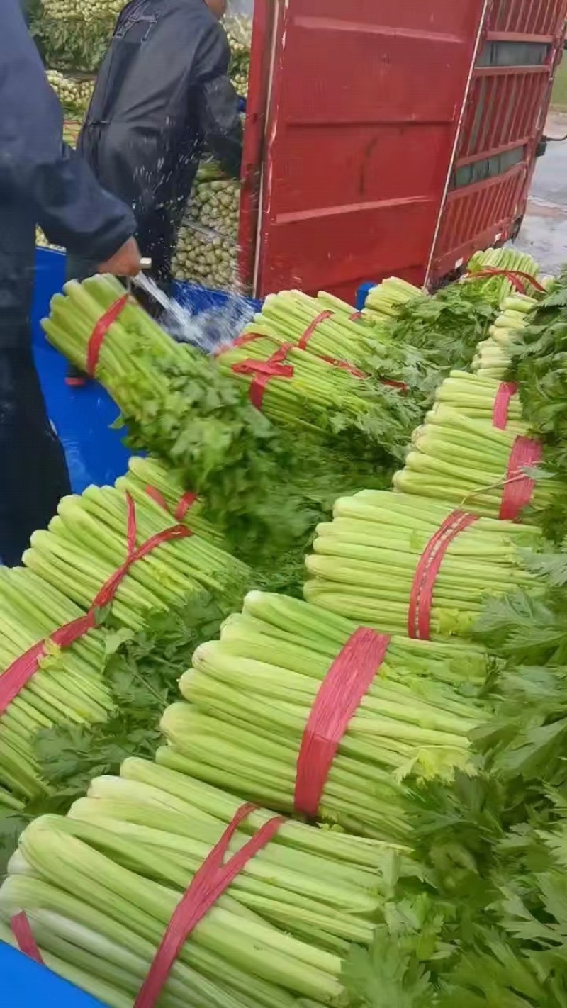 【好货】芹菜精品西芹供应各大市场电商商超欢迎咨询
