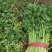 【好货】芹菜精品西芹供应各大市场电商商超欢迎咨询