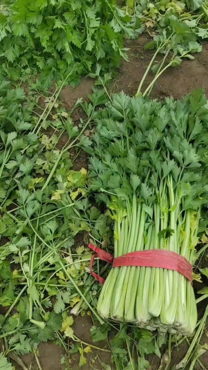 【好货】芹菜精品西芹供应各大市场电商商超欢迎咨询