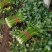【好货】芹菜精品西芹供应各大市场电商商超欢迎咨询