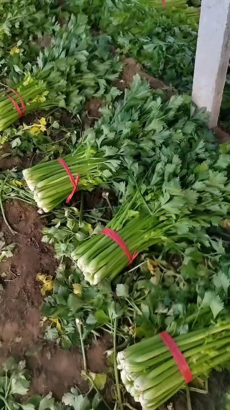 【好货】芹菜精品西芹供应各大市场电商商超欢迎咨询