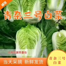 精品青杂三号白菜，菜农精心采摘发货，保质保量装车发货