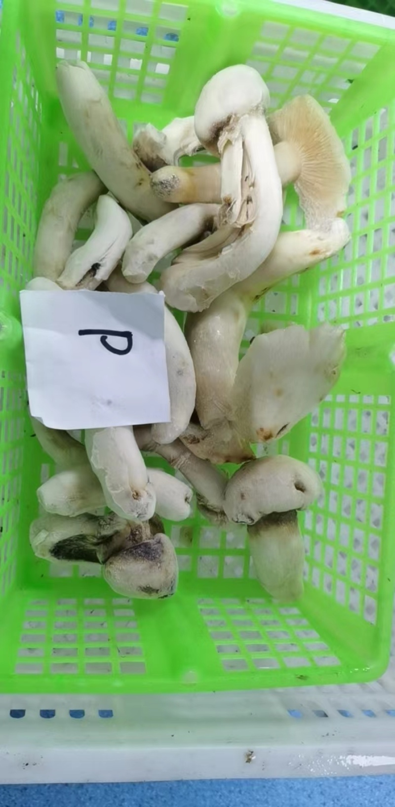 【松茸】松茸速冻片二级三级，量大从优，产地直发高品质