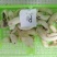 【松茸】松茸速冻片二级三级,量大从优,产地直发高品质
