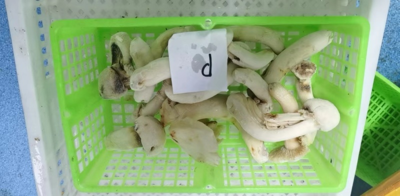 【松茸】松茸速冻片二级三级，量大从优，产地直发高品质