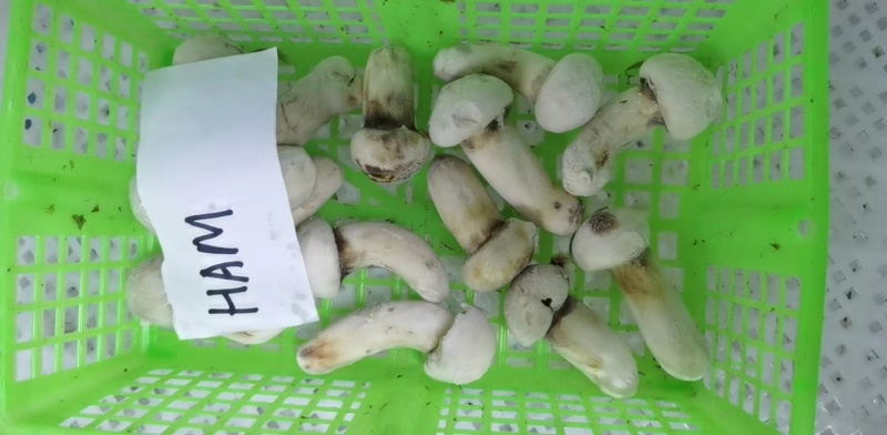 【松茸】松茸速冻片二级三级，量大从优，产地直发高品质