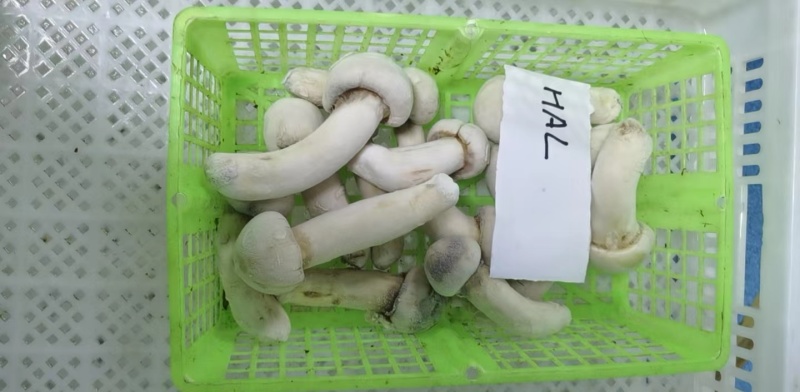 【松茸】松茸速冻片二级三级，量大从优，产地直发高品质