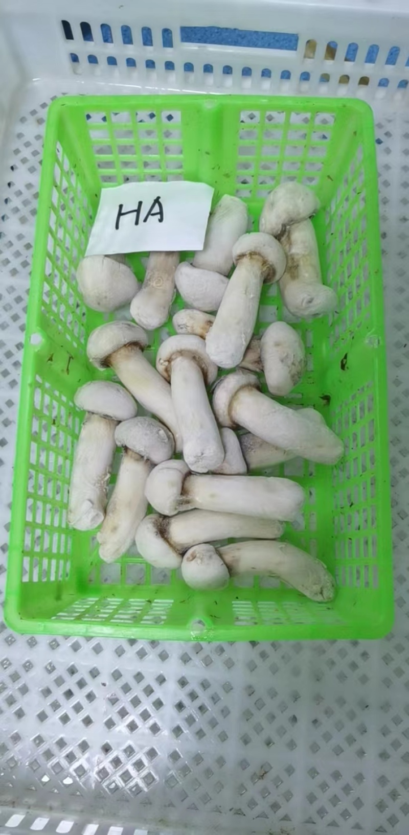 【松茸】松茸速冻片二级三级，量大从优，产地直发高品质