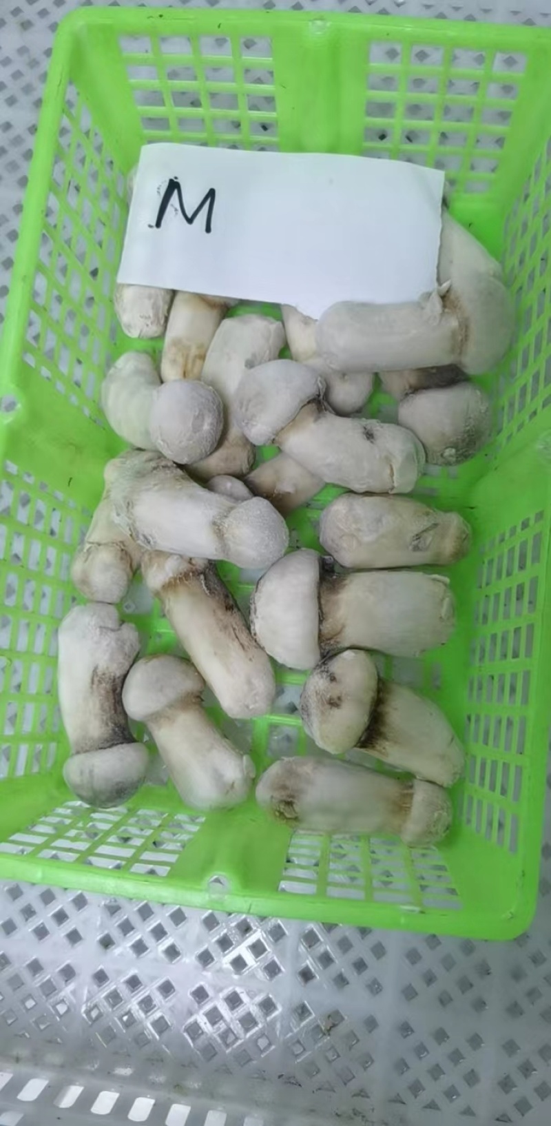 【松茸】松茸速冻片二级三级，量大从优，产地直发高品质