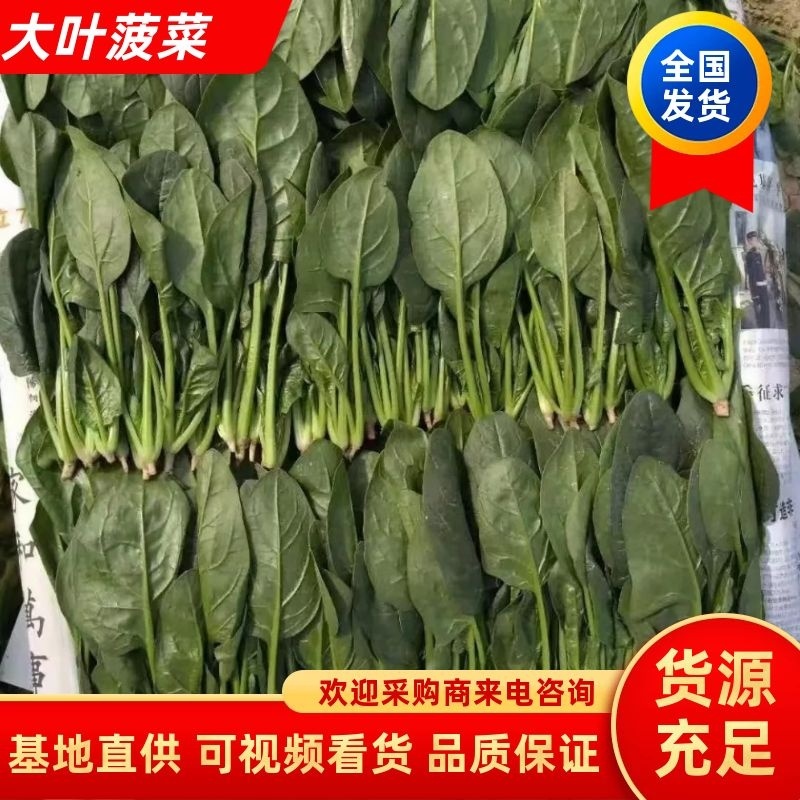 【推荐】安阳精品大叶菠菜大量供应产地一手货源欢迎咨询
