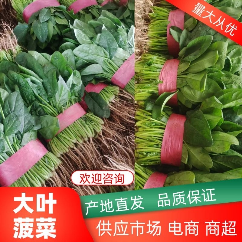 河南安阳精品菠菜大量出货实力代办全国发货