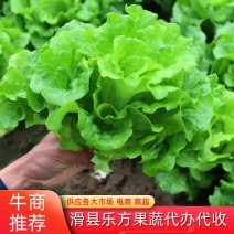 精品生菜产地直发河南生菜诚信报价欢迎来电咨询