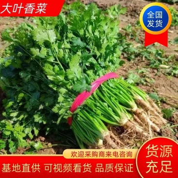 【香菜】河南滑县大叶香菜大量上市现拔现发新鲜脆嫩欢迎采购