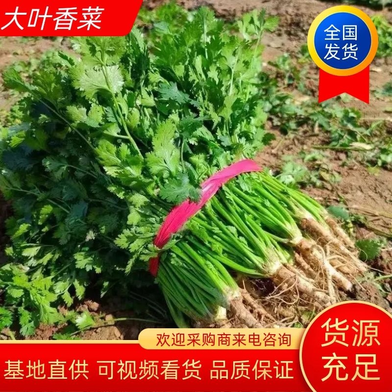 【香菜】河南滑县大叶香菜大量上市现拔现发新鲜脆嫩欢迎采购
