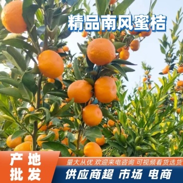 【产地批发】精品南丰蜜桔，个个品质优，量大从优欢迎咨询