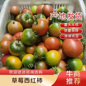 (热销）草莓西红柿产区直供货源充有种有苗订单种植包回收