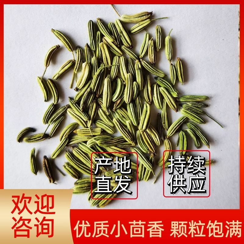 【样品】小茴香颗粒饱满产地一手货源支持一件发