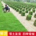 【基地货源】精品四季青草坪带土发包成活包指导好售后绿化园林