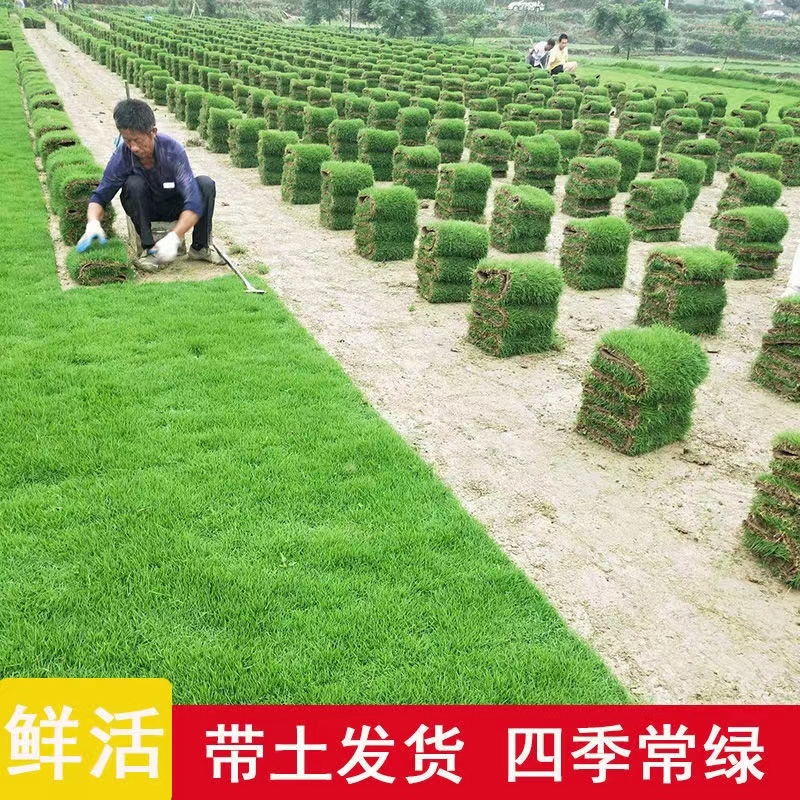 【诚信老店】精品剪顾颖草坪包成活包指导优质售后绿化庭院球场