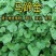 【专业草场】马蹄金草坪基地一手货源免修剪草坪别墅区专用高品质