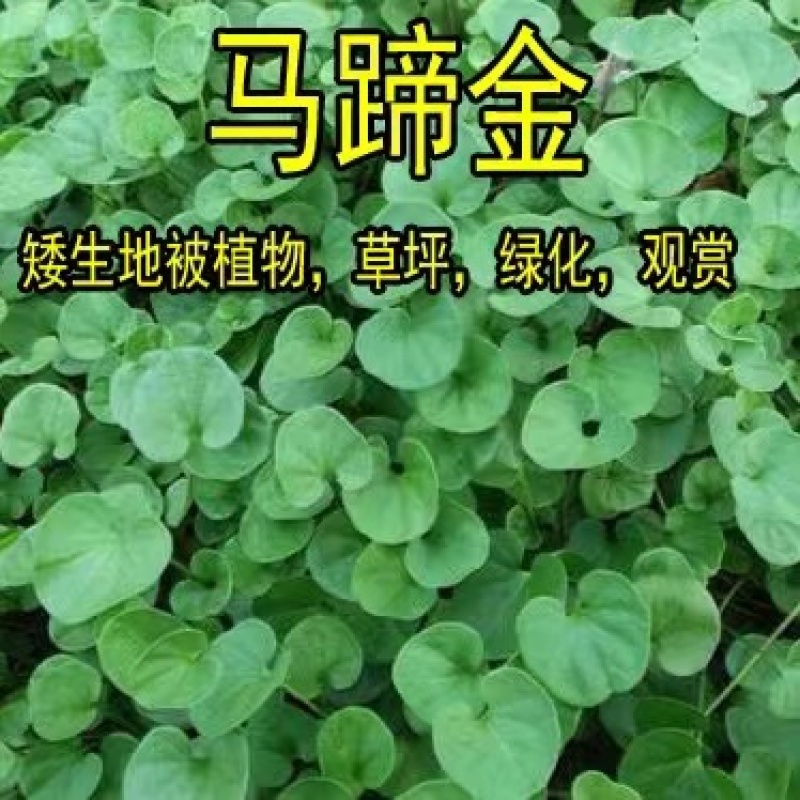 【专业草场】马蹄金草坪基地一手货源免修剪草坪别墅区专用高品质