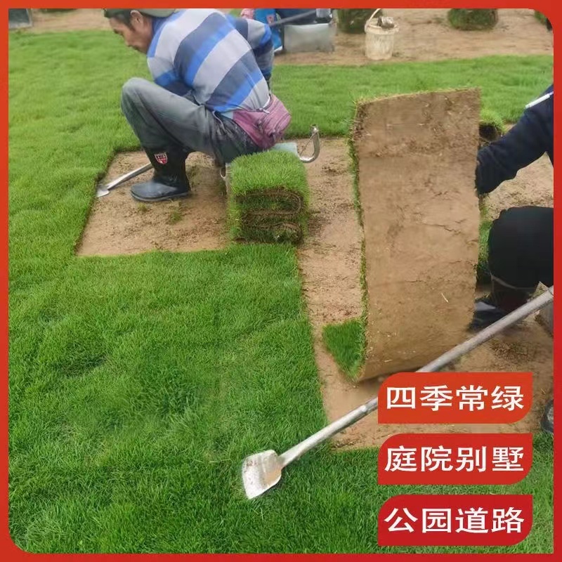 【专业草场】草坪草基地一手货源规格齐全包成活包售后量大价低