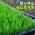 【专业草场】草坪草基地一手货源规格齐全包成活包售后量大价低