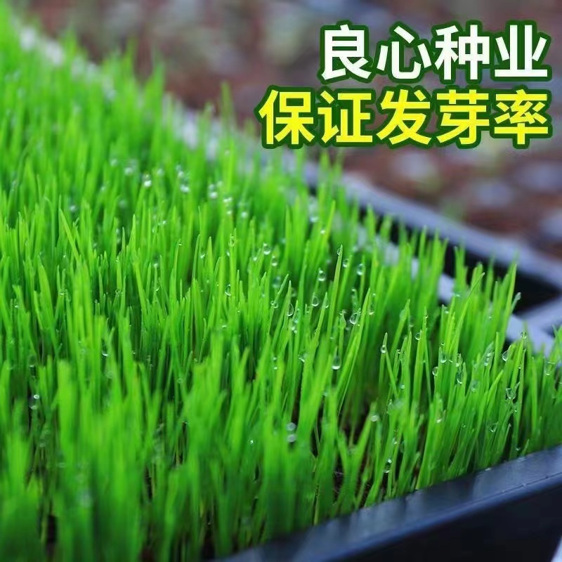 【专业草场】草坪草基地一手货源规格齐全包成活包售后量大价低