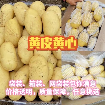 荷兰十五土豆，长年大量供应全国，质量保障，支持全国发货！