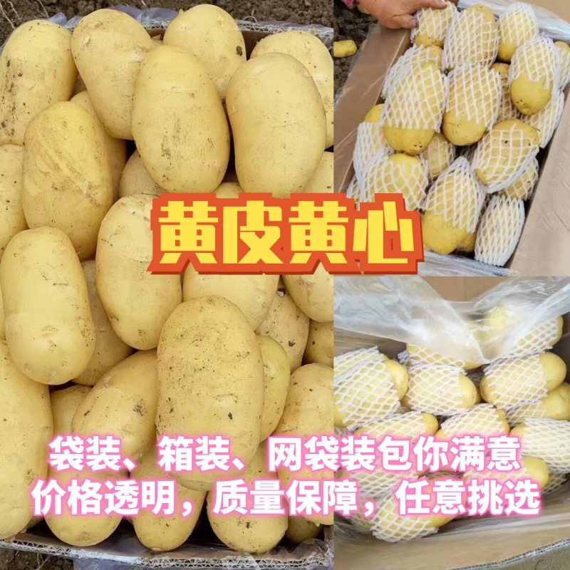 荷兰十五土豆，长年大量供应全国，质量保障，支持全国发货！