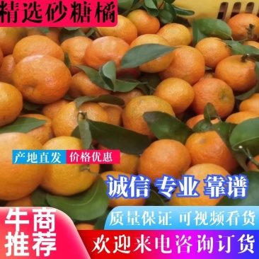 [牛商精选]广西金秋砂糖橘大量转色上市，起沙口感好