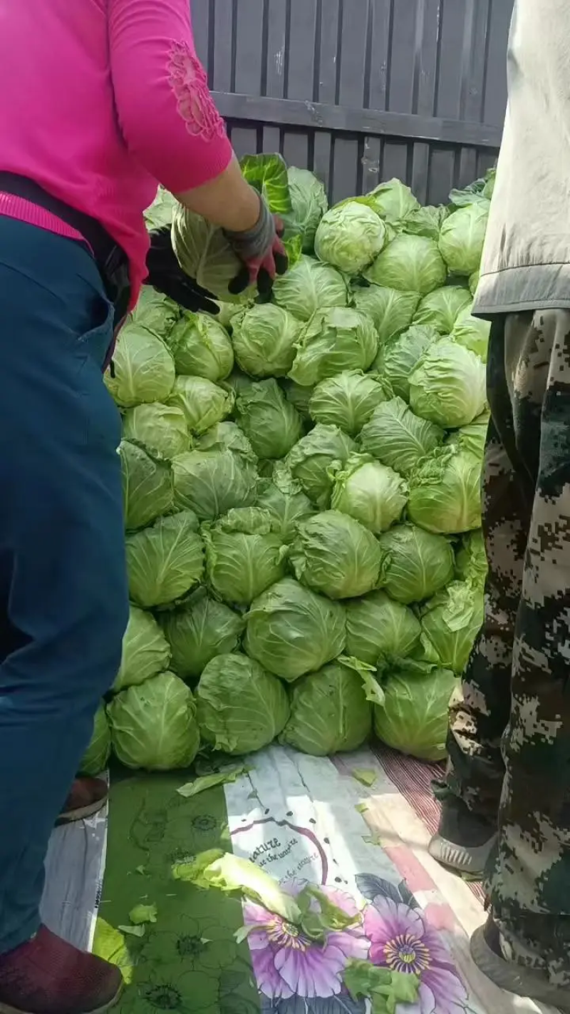 大量供应优质甘蓝牛心甘蓝品质保证