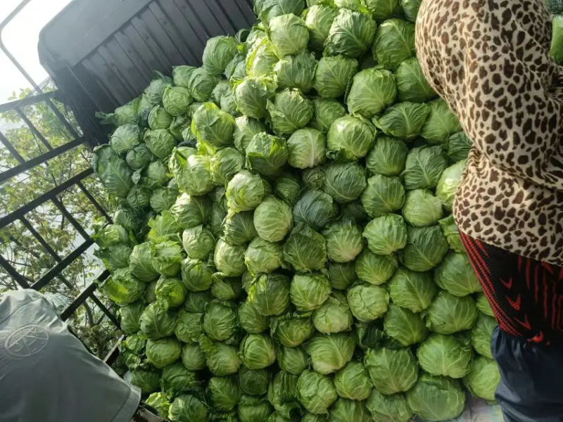 大量供应优质甘蓝牛心甘蓝品质保证