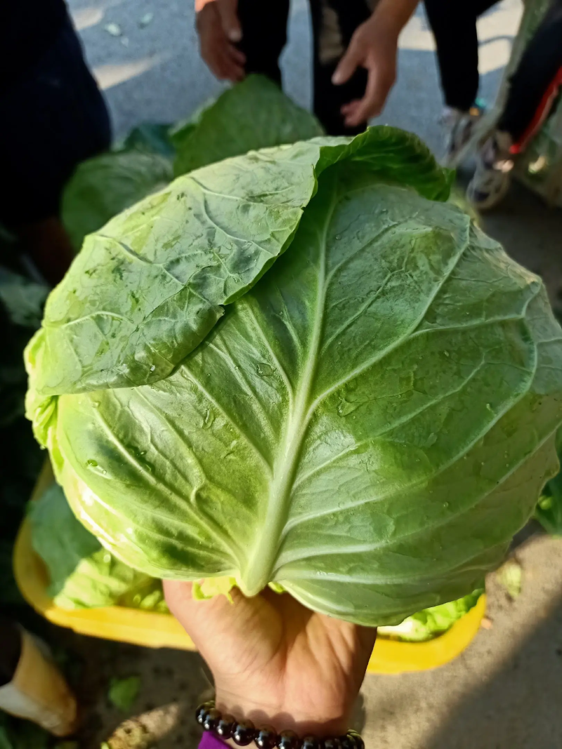 大量供应优质甘蓝牛心甘蓝品质保证