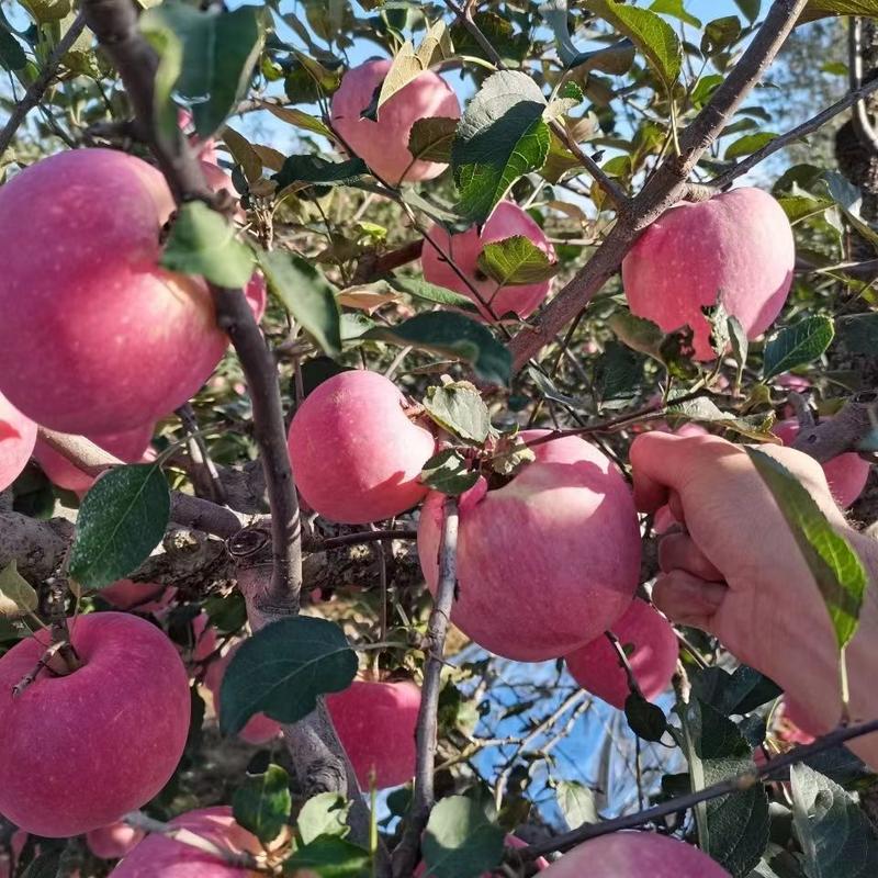 山东红富士苹果，红富士脆甜好吃，保质保量，果园看货