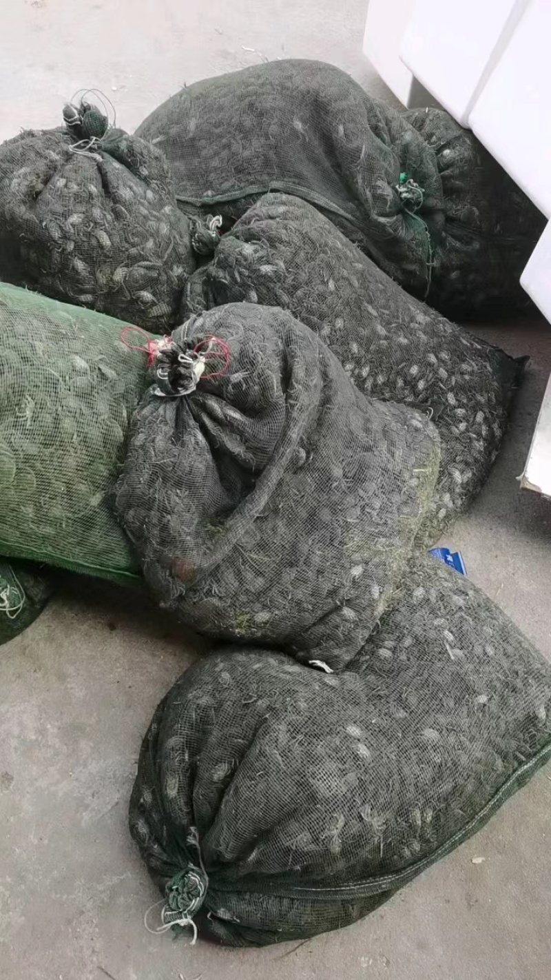 蟹苗扣蟹苗河蟹苗一手货源视频看货成活率高以质论价