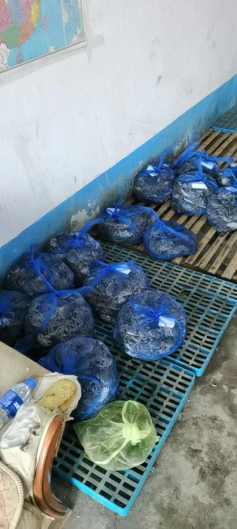 蟹苗扣蟹苗河蟹苗一手货源视频看货成活率高以质论价