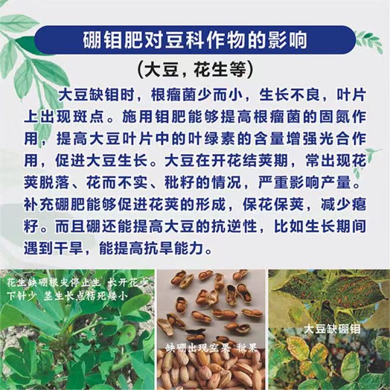 硼钼合剂豆类叶面肥花多果多颗粒饱满补硼补钼固氮硼中钼