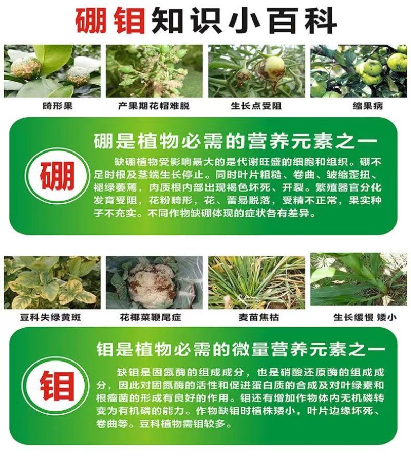 硼钼合剂豆类叶面肥花多果多颗粒饱满补硼补钼固氮硼中钼