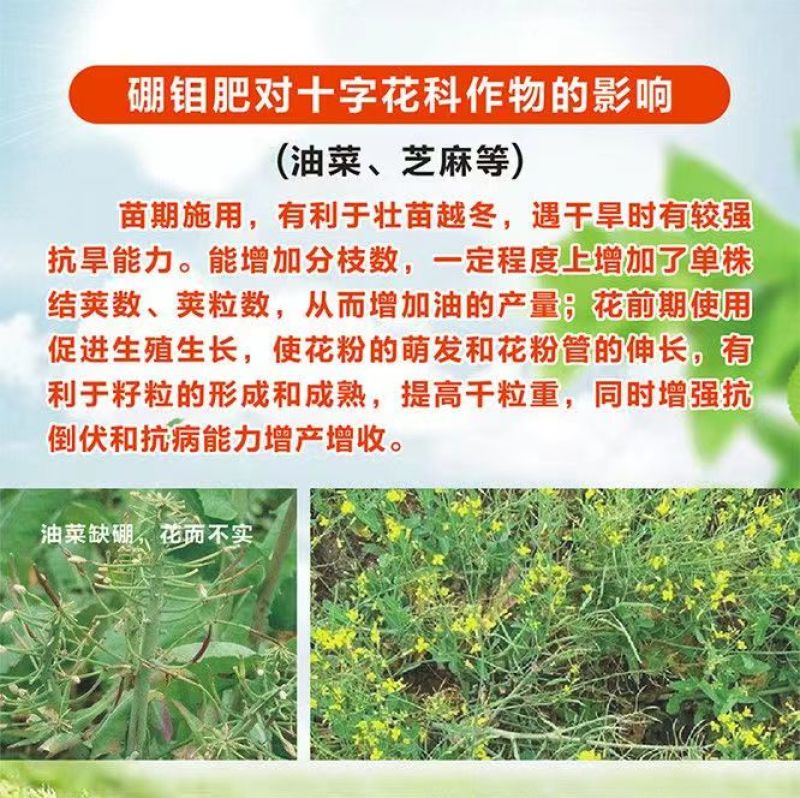 硼钼合剂豆类叶面肥花多果多颗粒饱满补硼补钼固氮硼中钼