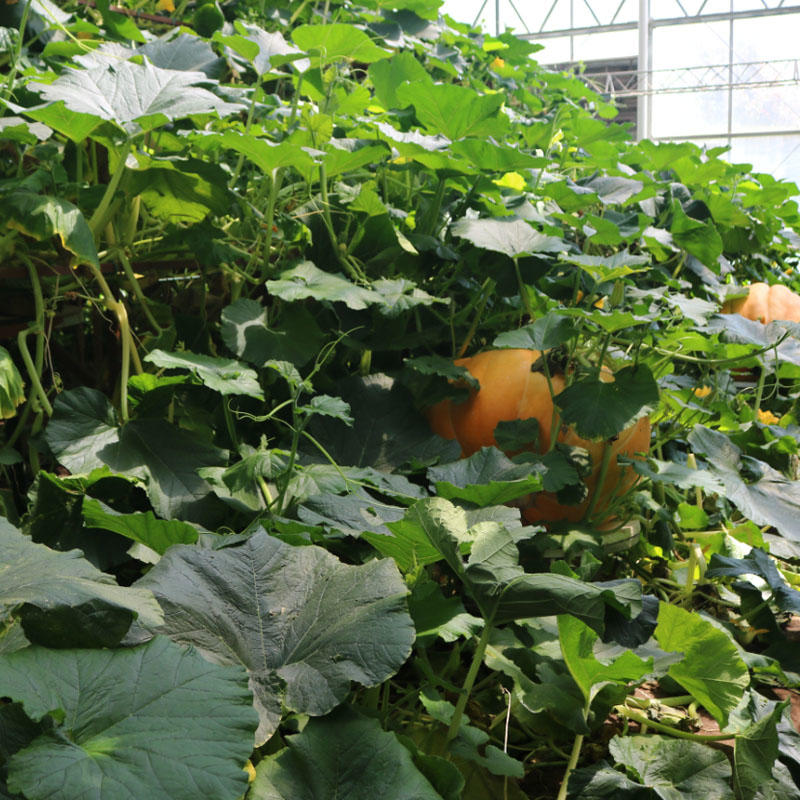 【精选商家】巨型大南瓜种子进口品种耐高温果型大