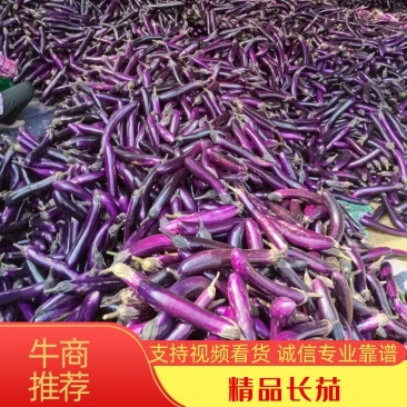 优质长茄质量保证价格实惠欢迎咨询联系