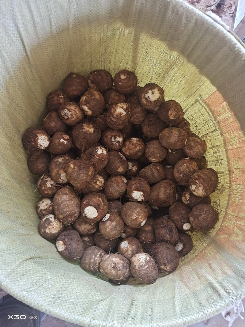 【芋头】山东牛奶芋头产地直发供应市场电商商超