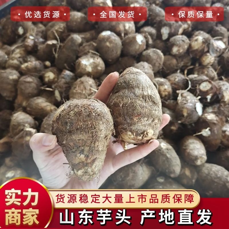 【芋头】山东牛奶芋头产地直发供应市场电商商超