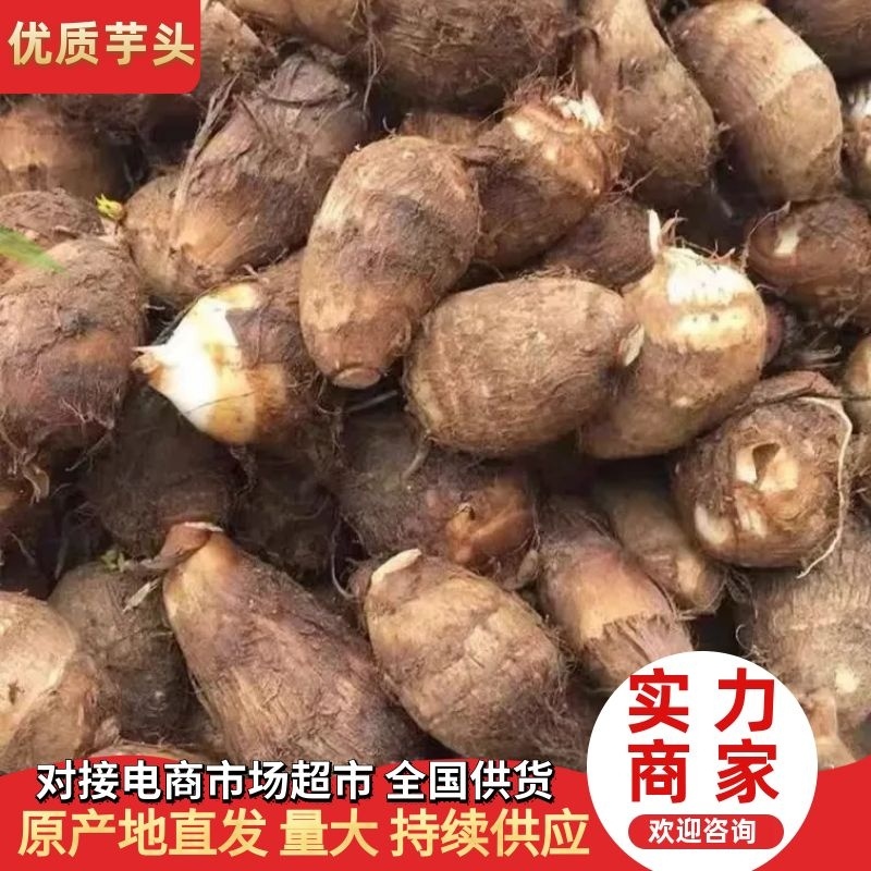 毛芋头【芋头精品芋头】产地直供坏烂包赔视频发货全国物流直