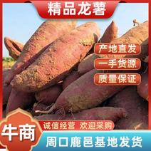 【通货】周口红薯9号粉糯香甜供应市场/商超/电商
