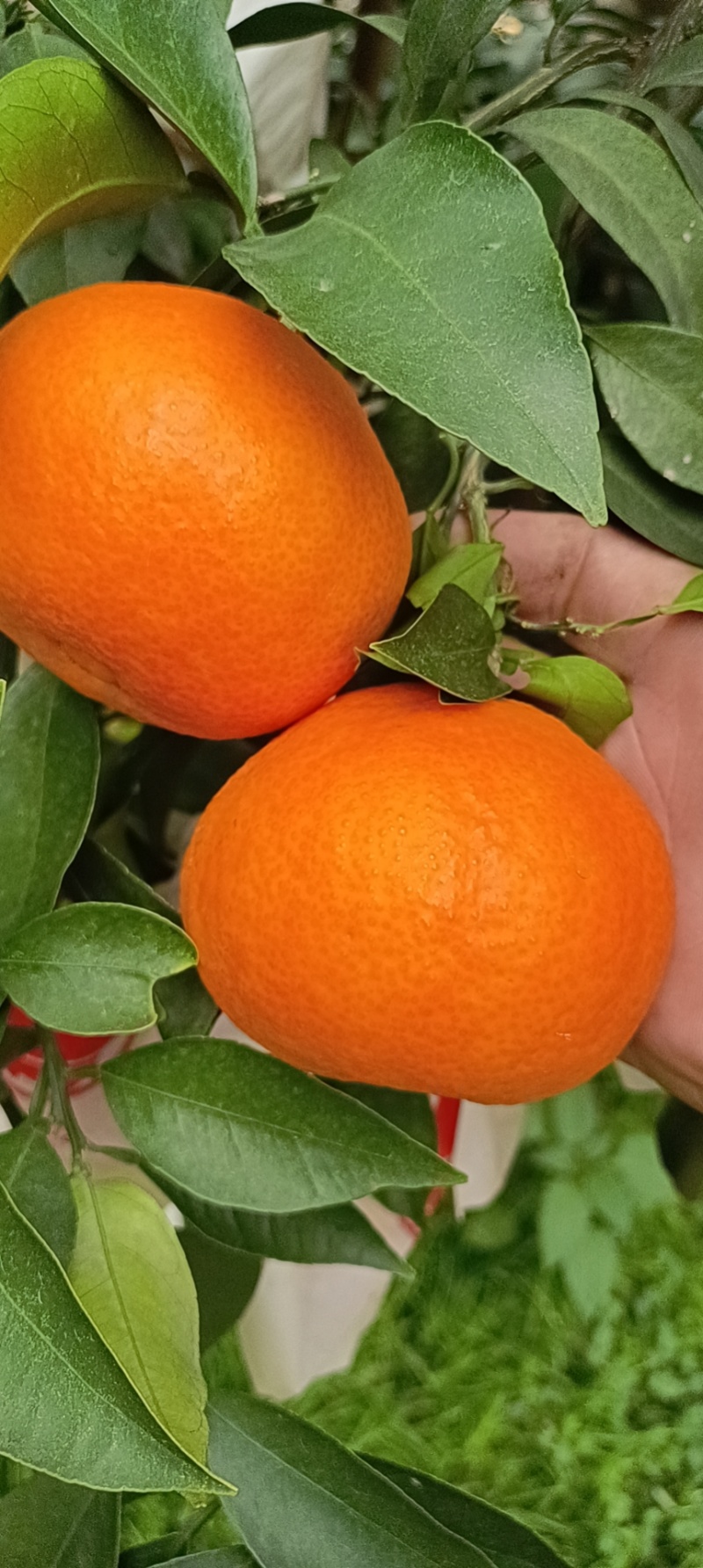 爱媛38.红美人果冻橙。精品红心柚子，量大优惠