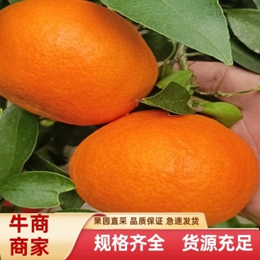 爱媛38.红美人果冻橙。精品红心柚子，量大优惠